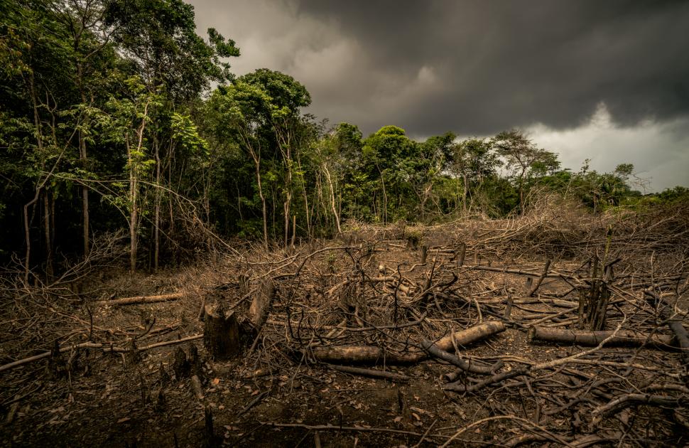 Deforestation’s Impact Goes Beyond Destruction of The Environment